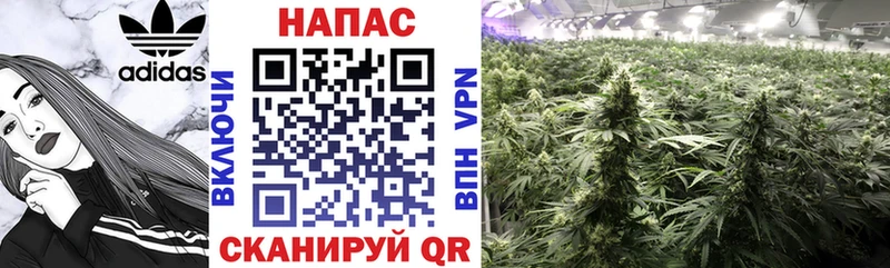 Бошки Шишки индика  Кирсанов 